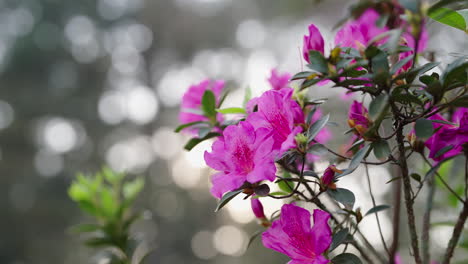 close up of vibrant pink flowers in full bloom, set against a blurred natural background