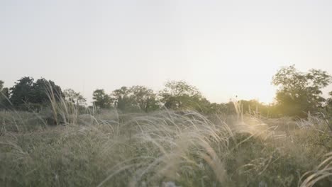 sunrise/sunset over a grassy field