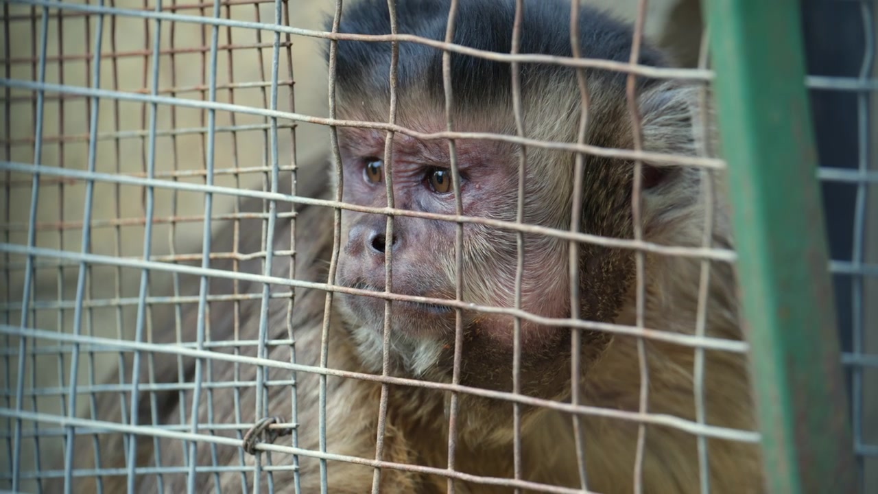 Detailed portrait of a monkey looking through a wire enclosure