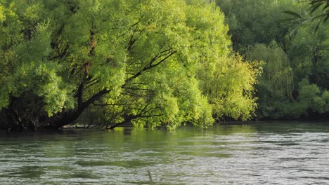 close view of the tumut river with overhanging trees flowing strongly in the snowy mountain region of australia, new south wales.