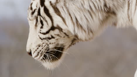 white tiger walking side profile close up