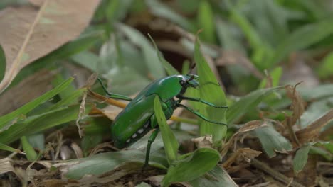 green scarab beetle walking on green grass in the forest - close up