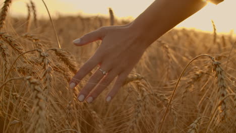 Weibliche-Hand-Berührt-Weizen-Auf-Dem-Feld-Im-Licht-Der-Untergehenden-Sonne.-Zeitlupe.-Weibliche-Hand-Berührt-Goldenen-Weizen-Auf-Dem-Feld-Im-Licht-Der-Untergehenden-Sonne.-Zeitlupe.