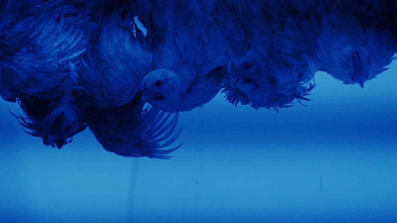 Factory poultry in blue light symbolizing food production and climate change