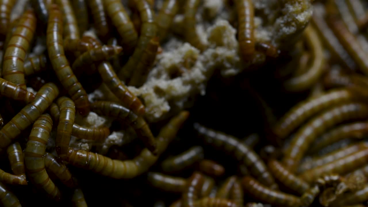 O Tenebrio é uma espécie de besouro Tenebrionidae usado para alimentar animais de estimação como peixes, cobras, pássaros e sapos.