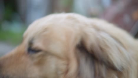 Close-up-of-a-Dogs-Brown-Eyes