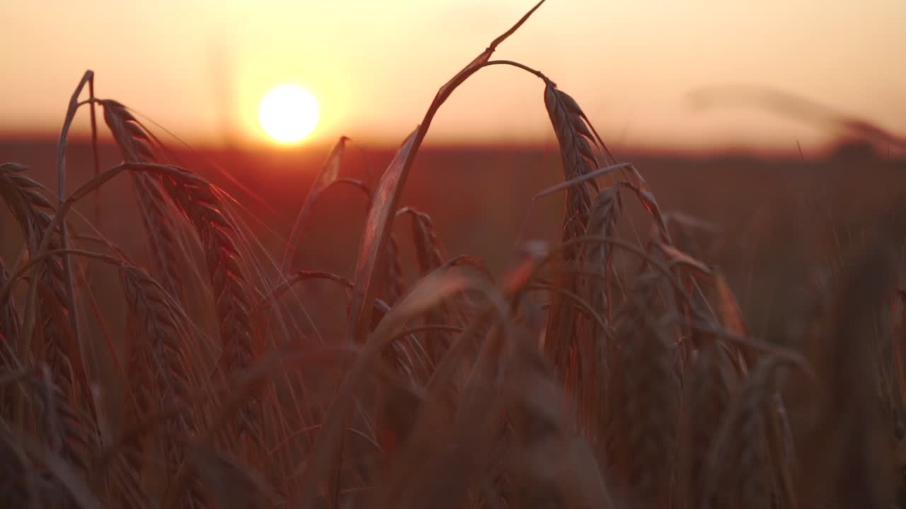 Sunset at a field of barley. Camera is focusing on a close up plant of barley hanging down with the sun behind
