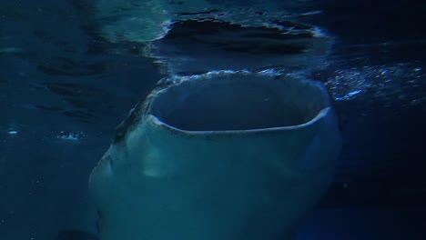 close-up of a whale shark's open mouth as it swims beneath the water's surface.