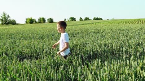curious boy looking in the distance while standing on the field over the green background. cute child walking on the wheat field in a warm day in summer