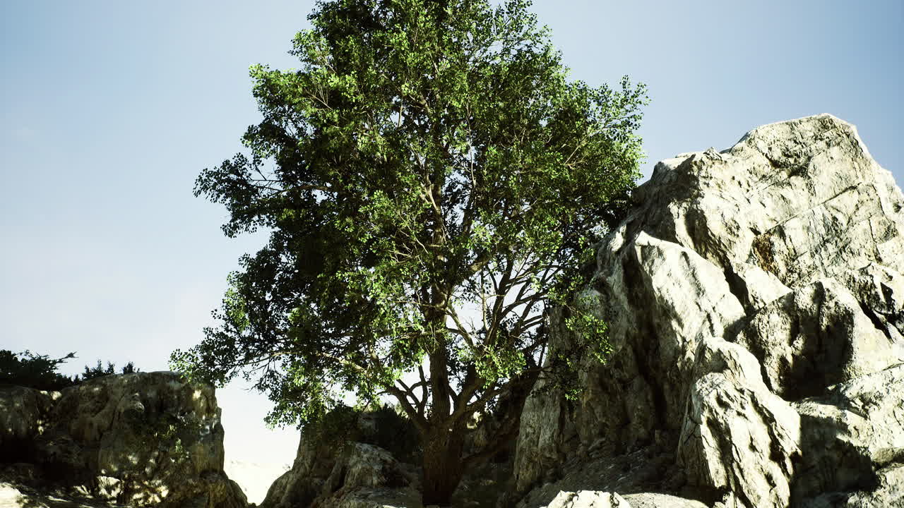 Majestic tree emerges between rugged rocks at sunset on a clear day
