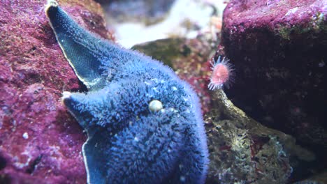 close up shot of blue colored sea star on purple colored corals and rocks underwater