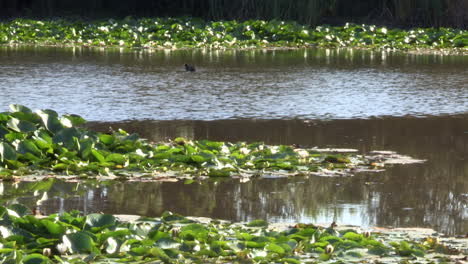 Los-Nenúfares-Dividen-El-Estanque-En-Dos-Partes,-En-Una-El-Agua-Circula-Lentamente,-En-La-Otra-Tiene-Reflejos-De-Los-árboles-Que-Se-Mueven-Con-El-Viento.