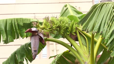 banano en los campos de la india