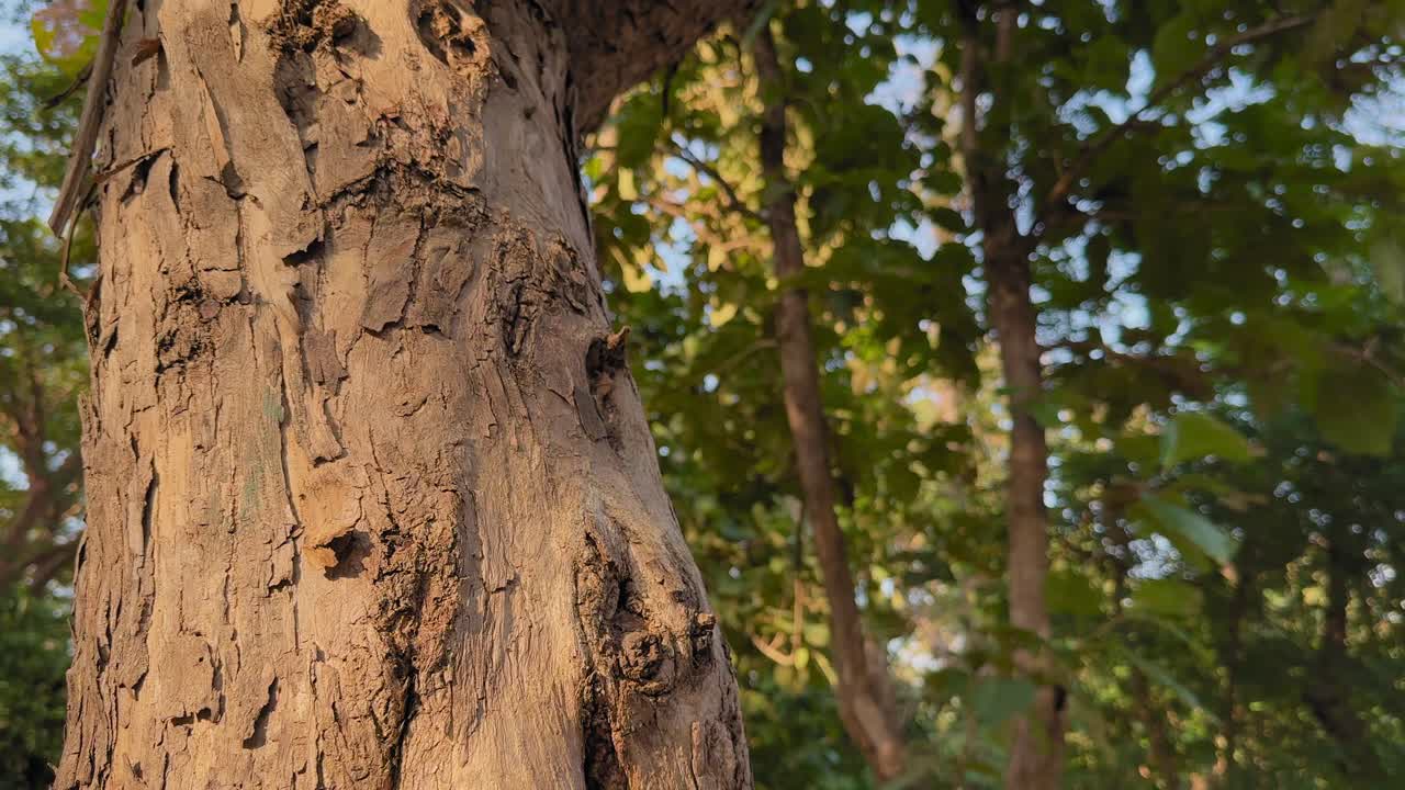 Camera tracks around a teak tree trunk, revealing rugged bark as it moves upward into the leafy canopy glowing with warm forest light. at dusk quietly