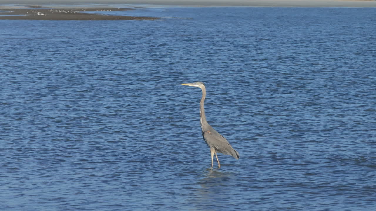 цапля в воде