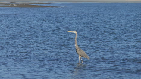 heron in the water