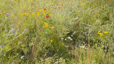 Rote-Und-Gelbe-Wildblumen-Auf-Sommerwiese-In-Europa