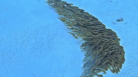 fotografía submarina de un cardumen de peces en el fondo del mar.