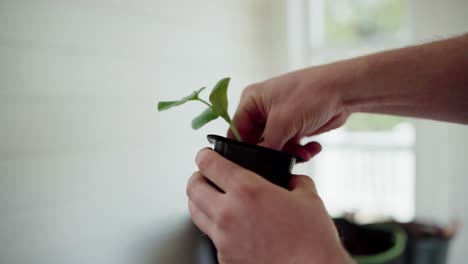 manos trasplantando una planta de interior - de cerca