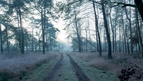 frosty winter path through the woods