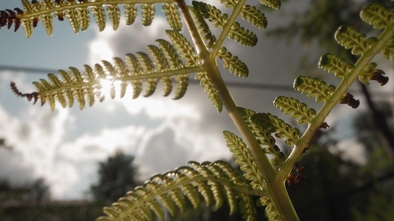 Sunlight Filtering Through Vibrant Green Fern Leaves