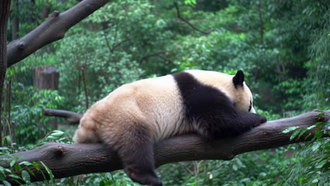 giant panda bear sleeping peacefully on a tree branch in a forest