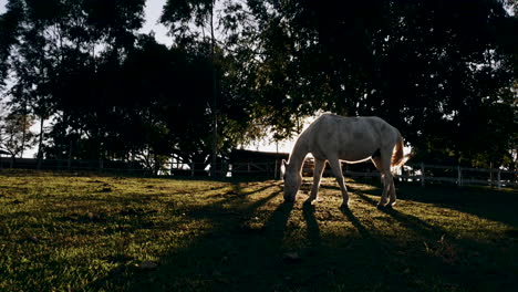 white horse kicking away annoying flies from his belly while grazing on field