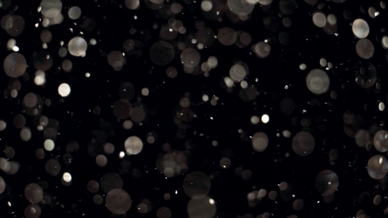 elegante, detallado y delicioso bokeh y partículas visuales con poca profundidad de campo bajo el agua