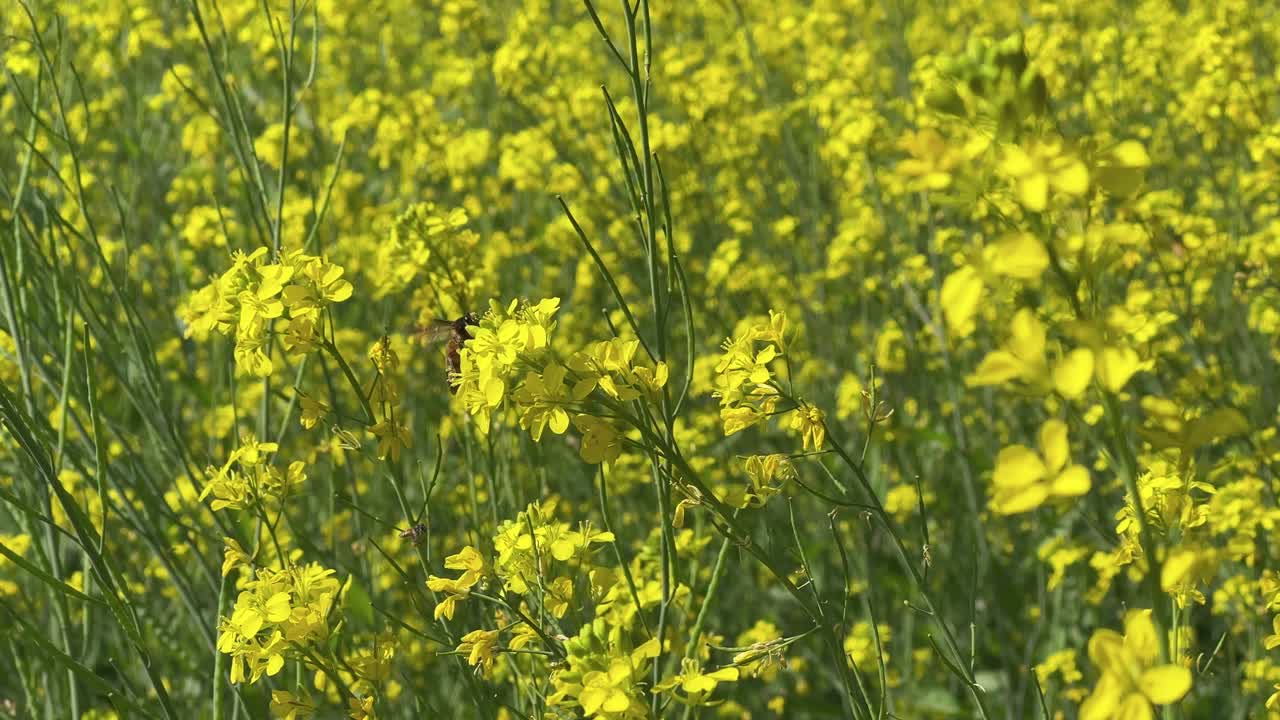 Honey bee collecting nector from yellow flower of mustard