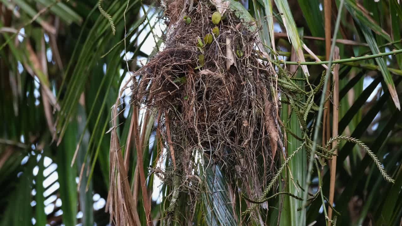 lentamente acercando el nido de un psarisomus dalhousiae de cola larga que está colgado en un árbol de coco en un parque nacional en tailandia