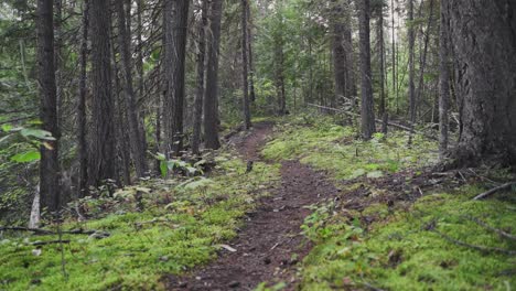 The-end-of-a-pathway-in-a-dense-forest-in-Wells-Gray-Provincial-Park