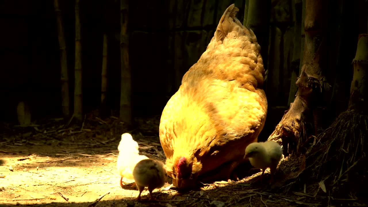 gallina libre con poco pollo comiendo en la granja