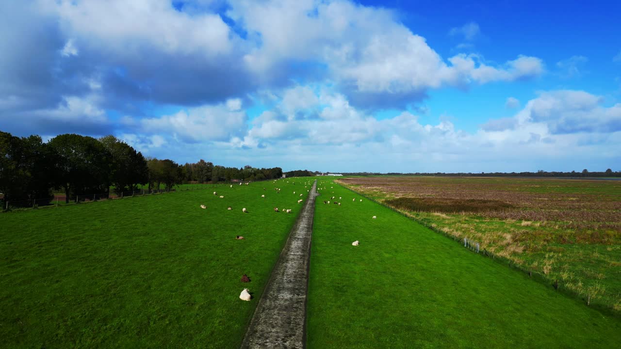 Picturesque Aerial View of Sheep Grazing in a Lush Green Field