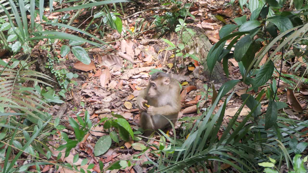 Nel profondo della giungla indonesiana, un Macaco dalla coda di maiale si siede per mangiare.