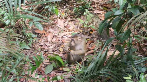 en lo profundo de la selva indonesia, el macaco de cola de cerdo se sienta a comer