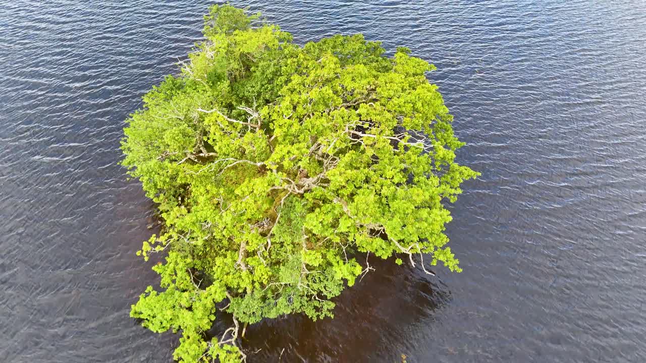 Drone camera smoothly descends over a solitary green tree surrounded by calm water, revealing ripples and wetland landscape in natural daylight