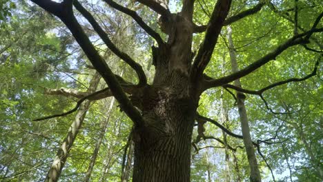 tall dry tree among vivid forest. tree with dry branches standing in summer forest