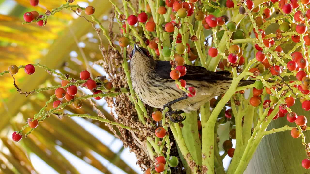 Australasian figbird eating red berries in a sunlit palm tree, showcasing vibrant colors and natural behavior in a tropical setting