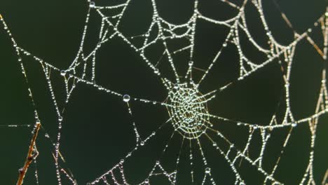 a remarkable spider web captures morning light, adorned with glistening droplets of dew.