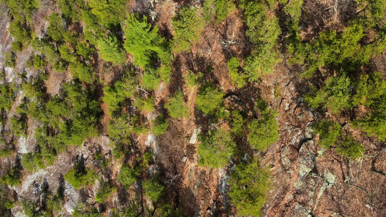 imágenes de video de drones aéreos de raras coníferas de pino en la cresta de shawangunk en el valle de hudson del estado de nueva york