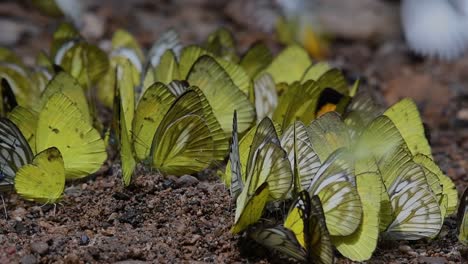 mariposas en lamer minerales: mariposas lamiendo minerales uno por uno mientras se agrupan en el suelo a primera hora de la mañana en el parque nacional kaeng krachan, en cámara lenta