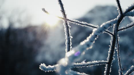 雪で覆われた枝のクローズアップは 息をく山の夕暮れに照らされたシルエットです