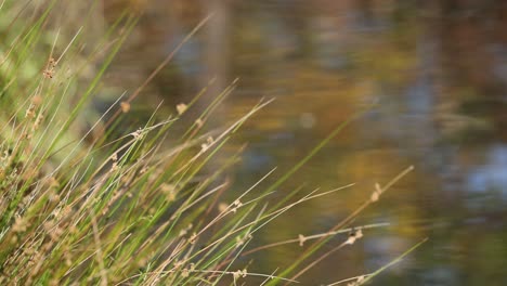 close-up of grass swaying in the wind