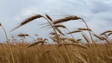 Weizenfelder-Und-Frühlingswind-In-Bewölktem-Grauem-Himmel-Morgenbrise-Bewegt-Wehende-Weizenähren-Auf-Ackerland-In-Kouhin-Karaj-Qazvin-Im-Iran-Naturlandschaft-In-Der-Erntesommersaison-Nahaufnahme-In-4k-60p