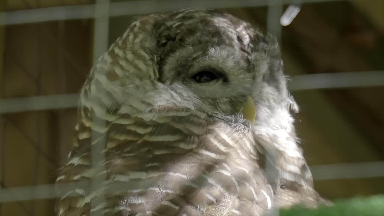 Close-up portrait of a sad Barred Owl sitting in a cage at a wildlife sanctuary