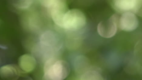 fondo bokeh verde, follaje exuberante copa de árbol fuera de foco