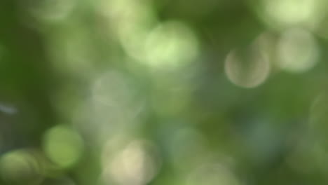 green bokeh background, lush foliage treetop out of focus