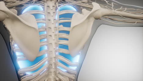 Human-Lungs-Radiology-Exam