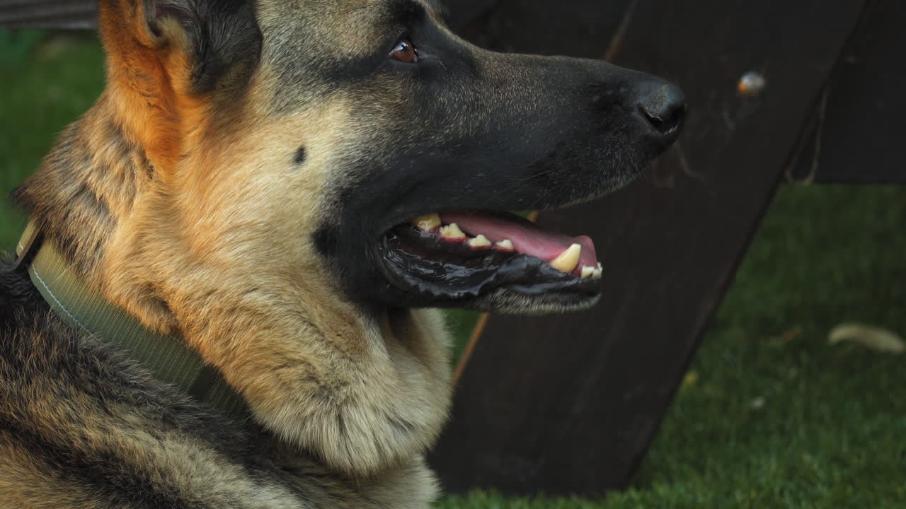 풀밭에서 쉬고 있는 독일 셰퍼드를 닫고 헥헥