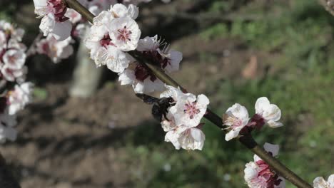 Abeja-De-Madera-En-Flor-De-Cerezo-Recolectando-Néctar-Y-Polen-Moviéndose-De-Flor-En-Flor